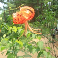 탐방로 옆에 핀 야생화